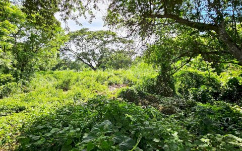  Flat topography land for sale in Veracruz 