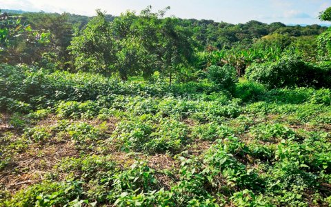  Lots for sale in Bosques de San Isidro