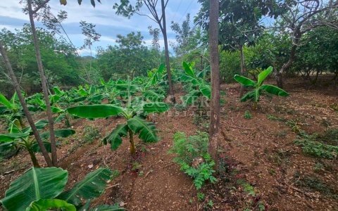  Agricultural land for sale in León