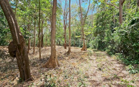 Land for sale in Jocote Dulce 