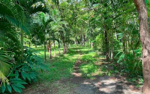  Productive farm with river and crops for sale - Villa El Carmen 