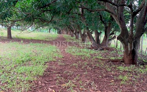 Land with fruit trees for sale in Masaya