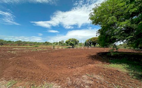  Land in front of the road with active cultivation in Grenada