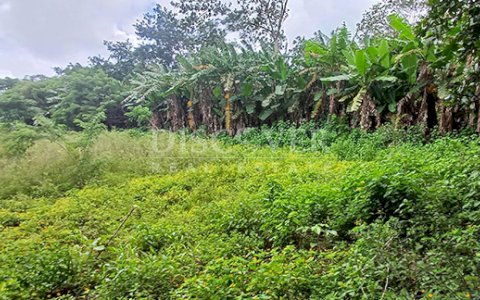  Livestock/agricultural farm for sale in Diriamba