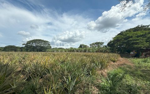  Farm for sale in Carretera a Masaya – Great investment opportunity