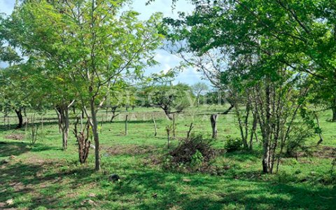  Rice farm for sale in San Francisco Libre 