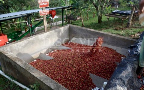  Beautiful Coffee Farm of 64.39 acres with its Wet Beneficiation for Sale in Jinotega ID 13061