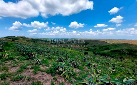  Investment Opportunity: Farm for sale in Carretera Sur
