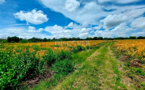  Land for Sale in Carretera Masaya. 