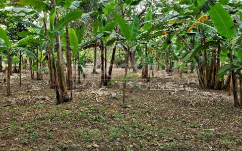  Flat topography land for sale in Masaya Highway