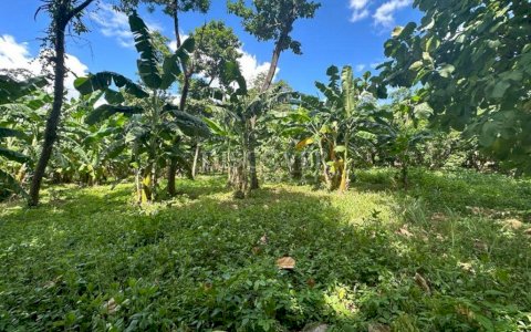  Land for sale in San Isidro de la Cruz Verde.