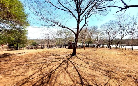  For sale livestock farm with select material in Puerto Sandino