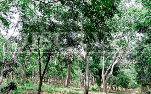  Flat Land for Sale located in Old to Lion Road ID 10199